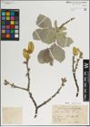 Foto von Salix lanata L.